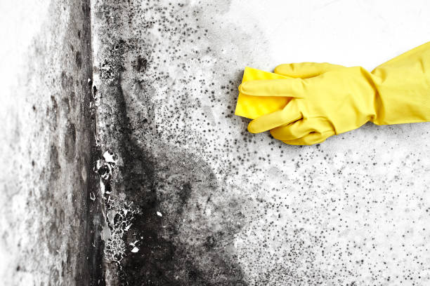 Office Mold Removal Services in Tuckerton, NJ