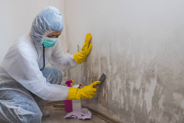 Best Office Mold Removal Services  in Tuckerton, NJ