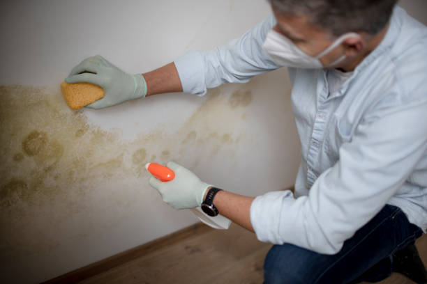 Best Professional Mold Removal  in Tuckerton, NJ