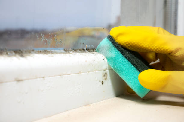 Best Local Mold Removal Service  in Tuckerton, NJ