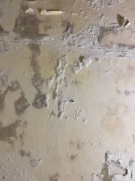Best Mold Damage Repair  in Tuckerton, NJ