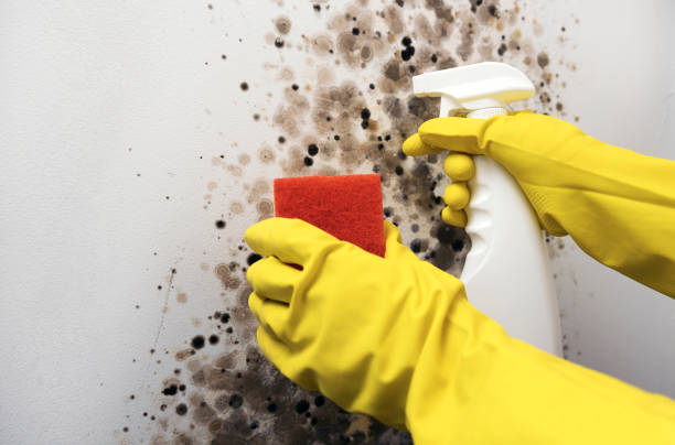 Best Attic Mold Removal  in Tuckerton, NJ