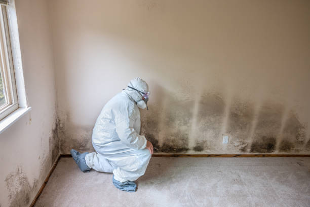 Best Attic Mold Removal  in Tuckerton, NJ