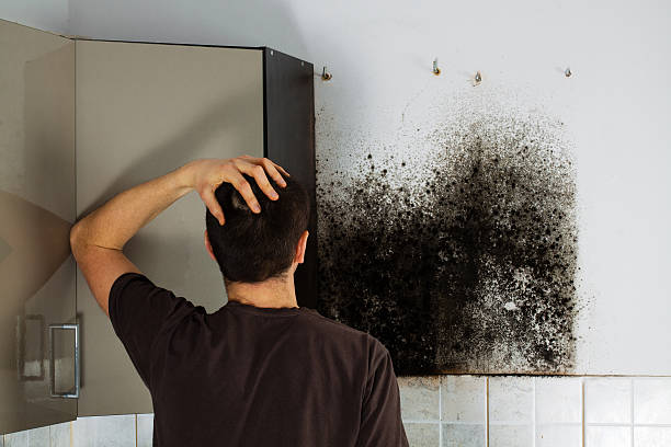 Best Home Mold Removal  in Tuckerton, NJ