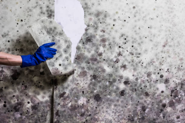 Best Mold Removal Near Me  in Tuckerton, NJ