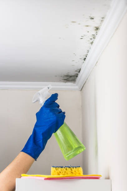 Best Toxic Mold Removal  in Tuckerton, NJ